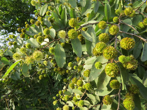 Anogeissus leiocarpa